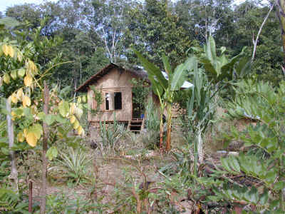 indonesiabananaplantation.jpg